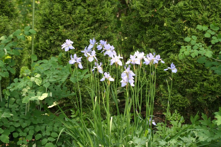 irises 6-3-11 003 (Small)