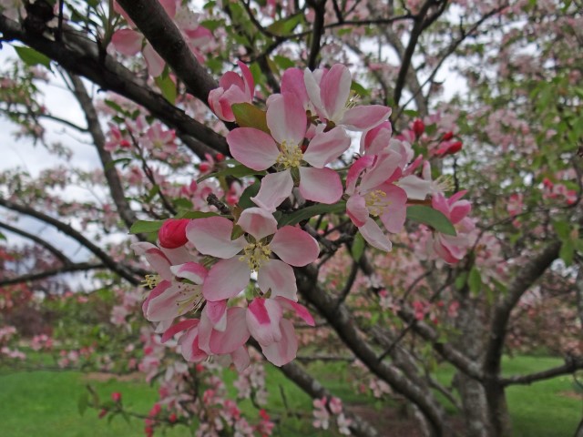 Indian Lake Arboretum 5-3-16 (64) (Small)