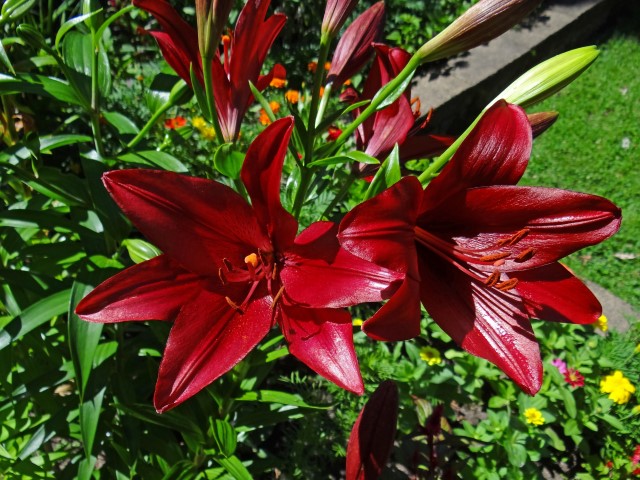 La Lily Red Alert Edited (4) (Small)