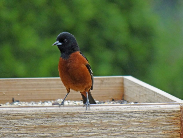 Orchard Oriole (Small)