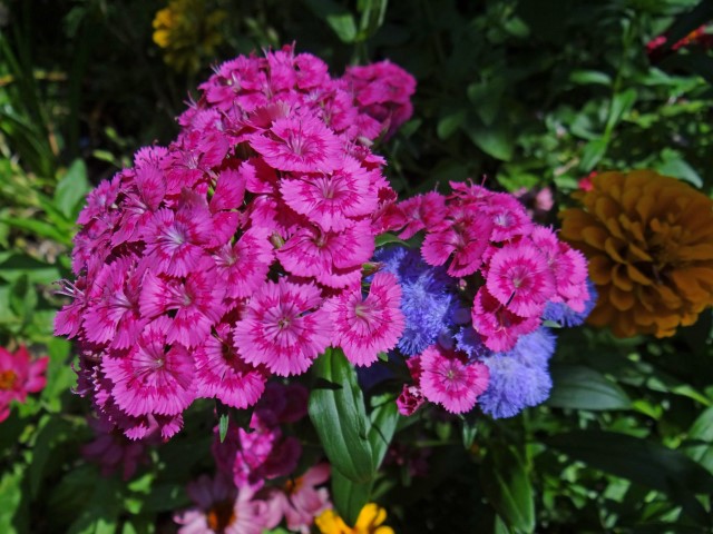 dianthus-pink-jolt-2-small