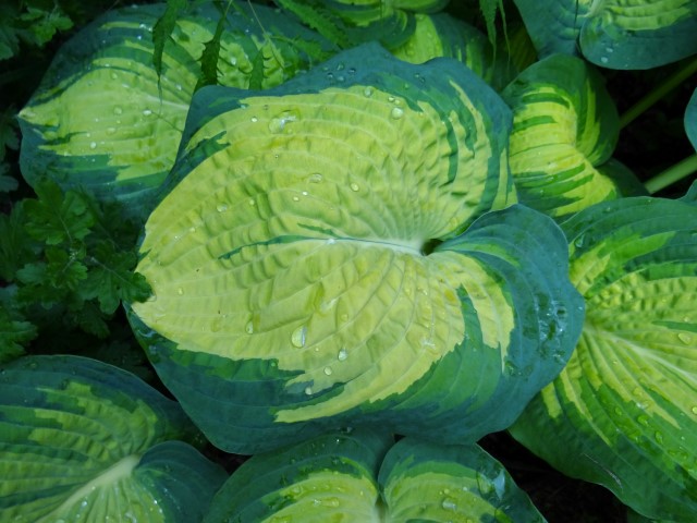 This image has an empty alt attribute; its file name is Hosta-Great-Expectations-6-9-16-2-Small.jpg
