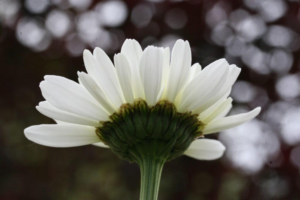 daisy bloom