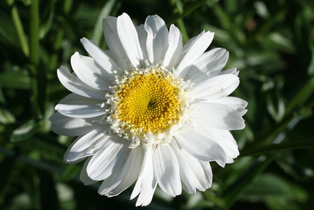 daisy bloom