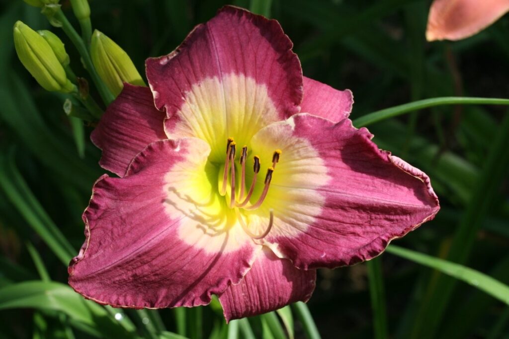 blooming daylily