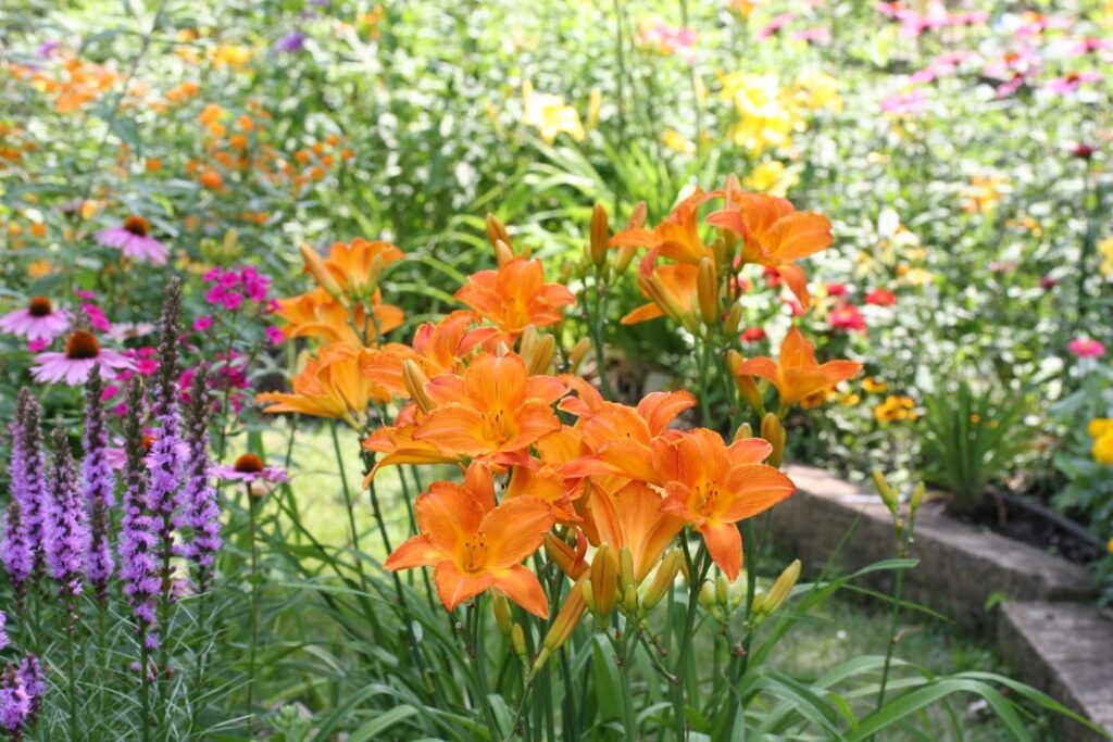 Clump of blooming orange daylilies