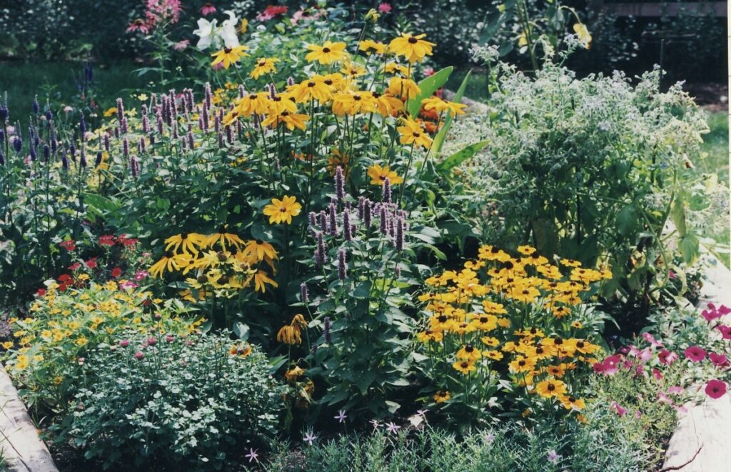 anise hyssop and rudbeckia blooming in a flowerbed