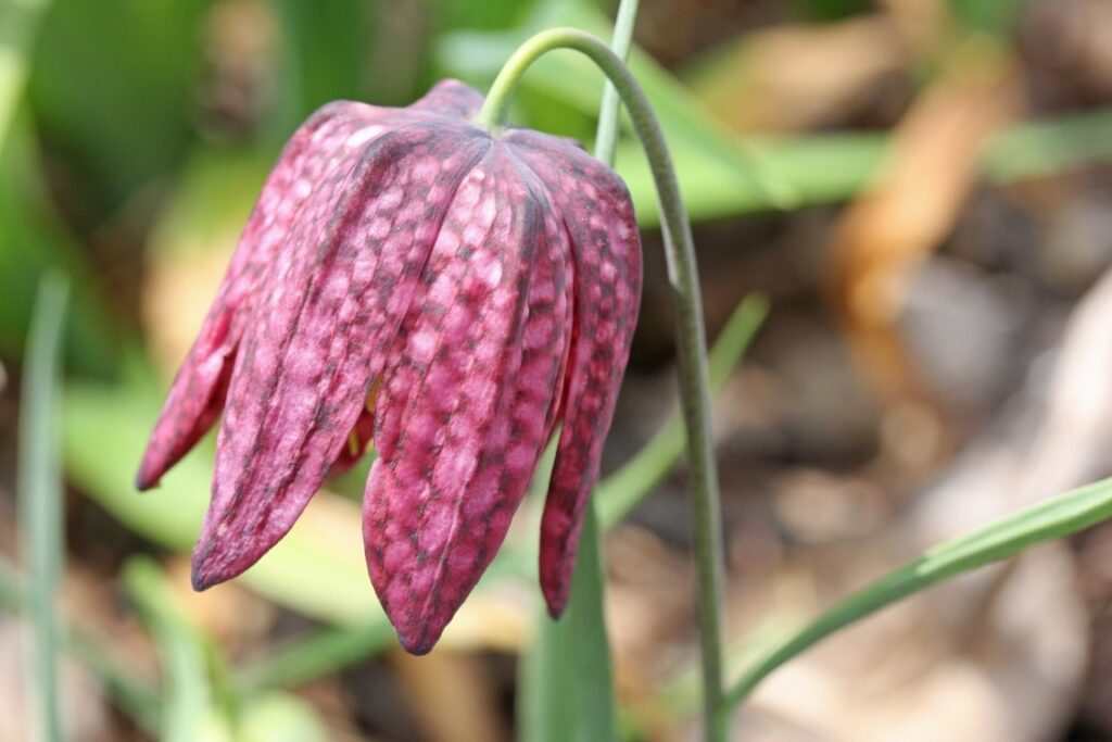 Checkered lily flowers