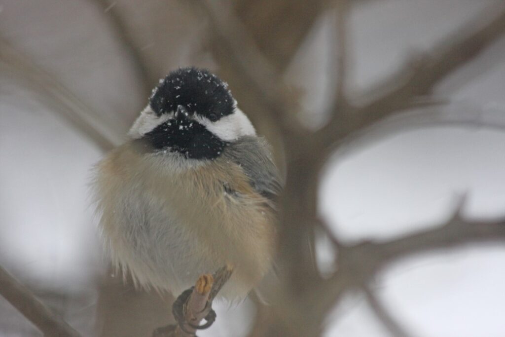 Black-capped Chickadee on a tree branch in the snow