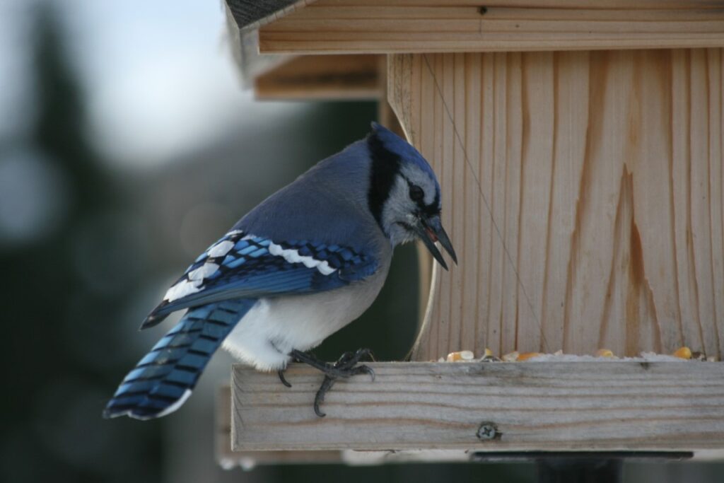 a Blue Jay perched on a bird feeder