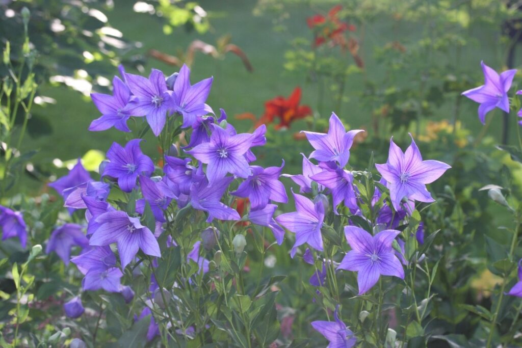 Balloon flowers blooming in a flowerbed