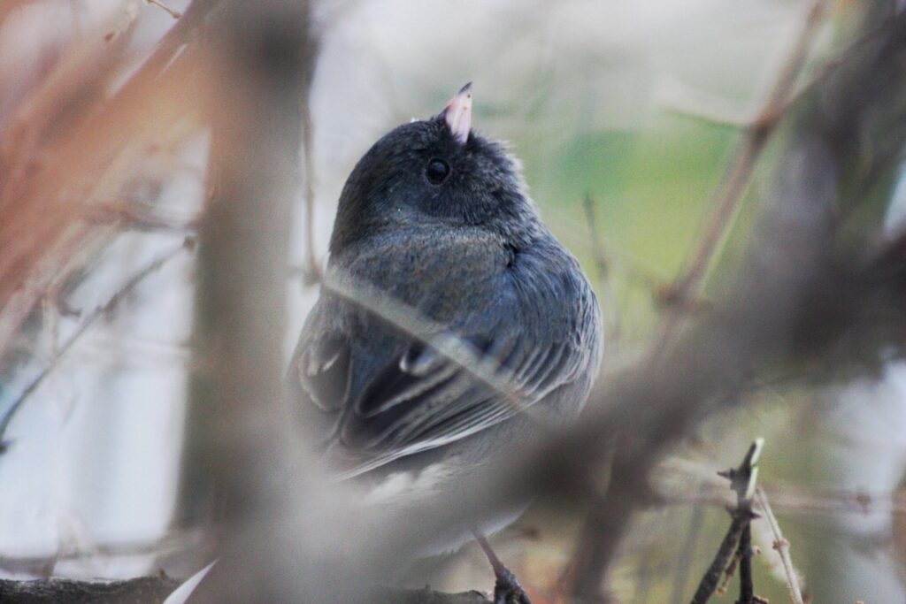 a photo of a Dark-eyed Junco in a shrub looking up