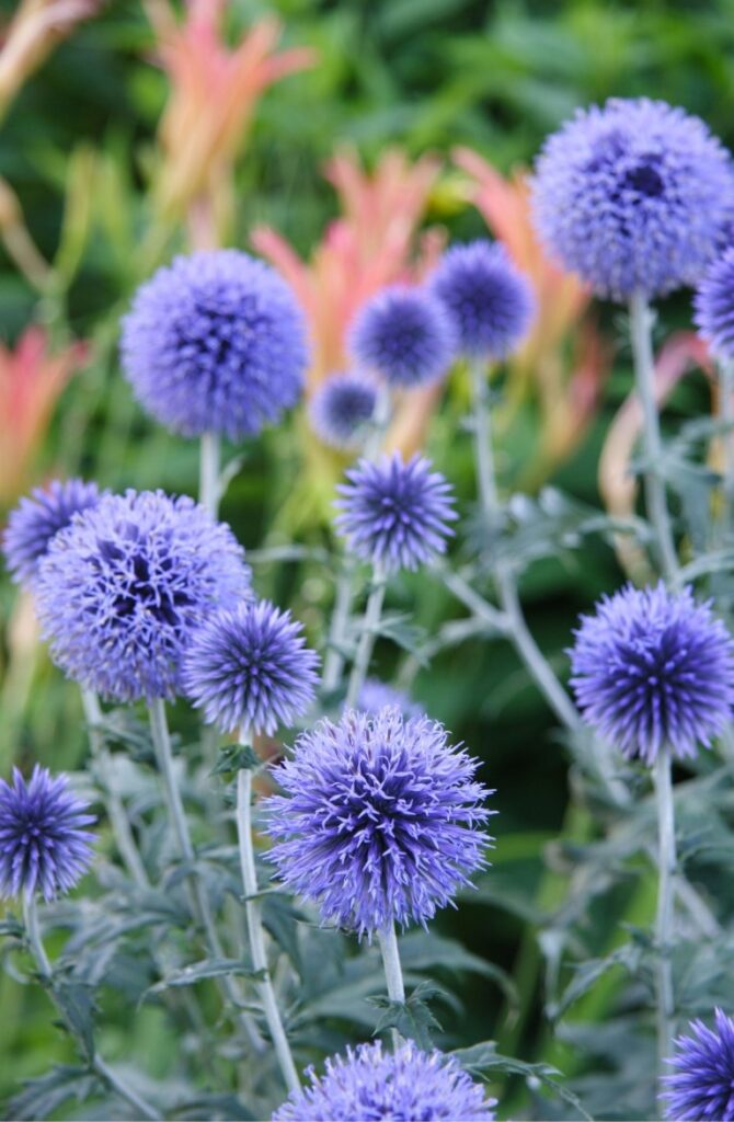 Globe thistle flowers