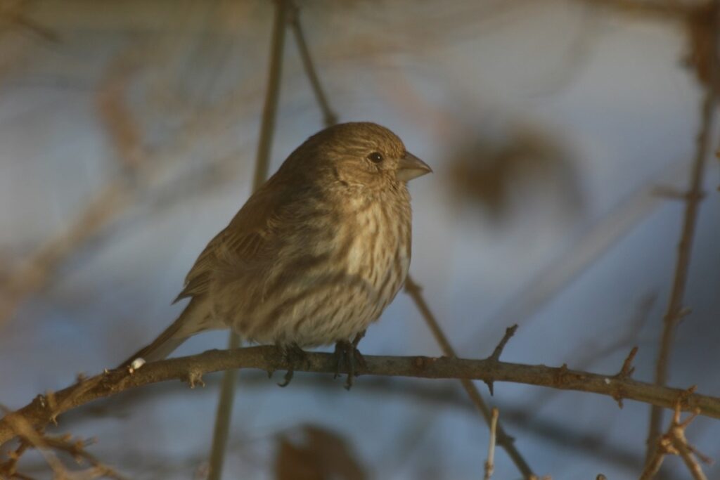 a photo of a female House Finch