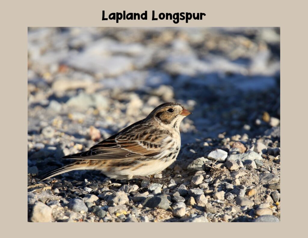 A graphic of a Lapland Longspur in non-breeding plumage