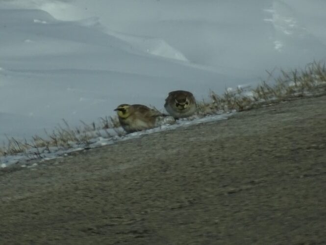 Photo of Horned Larks on the side of a winter road