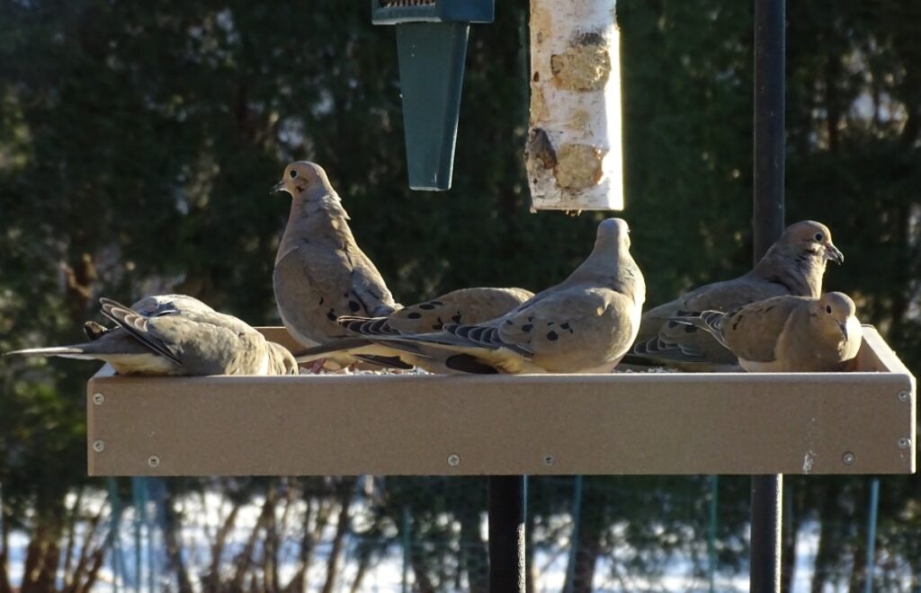 a photo of a flock of mourning doves eating on a platform feeder