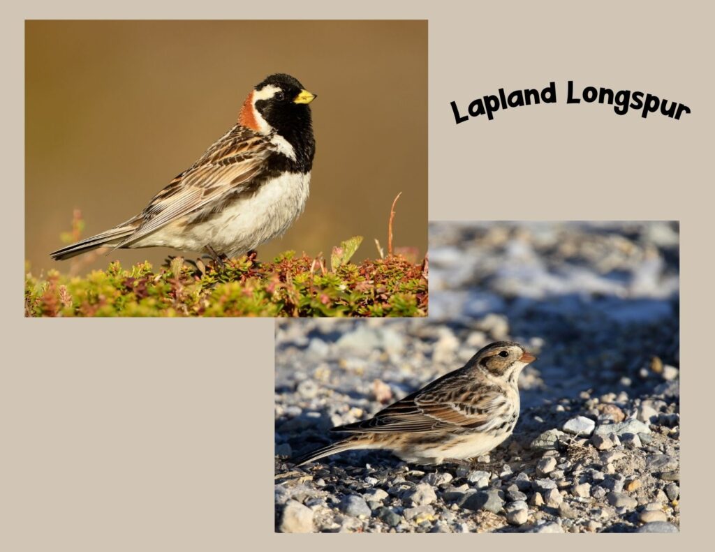 Graphic of a Lapland Longspur in breeding and non-breeding plumage