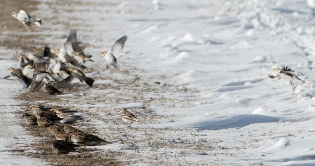 a photo of Snow Buntings in flight