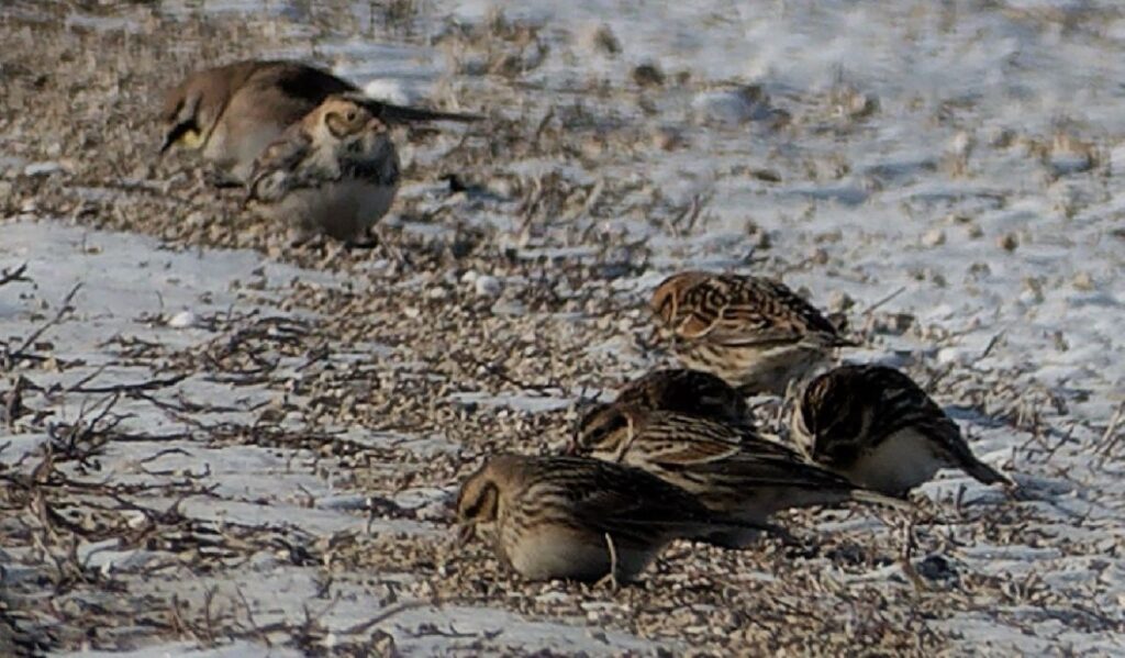 a photo of several Lapland Longspurs feeding on the side of a rural road