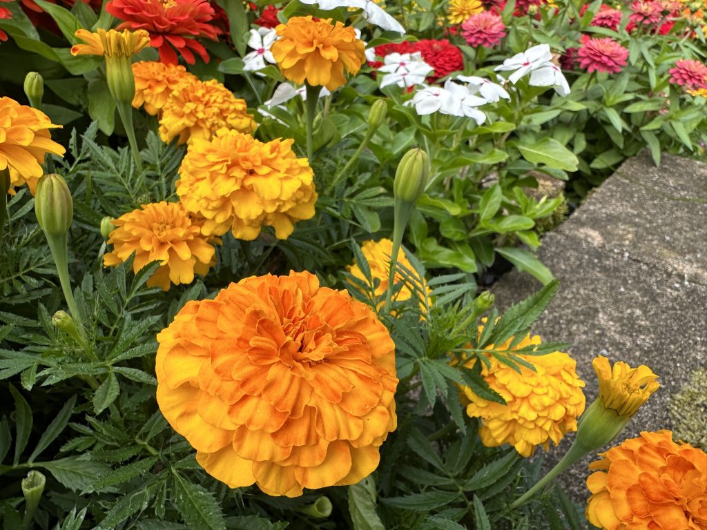 a photo of marigolds