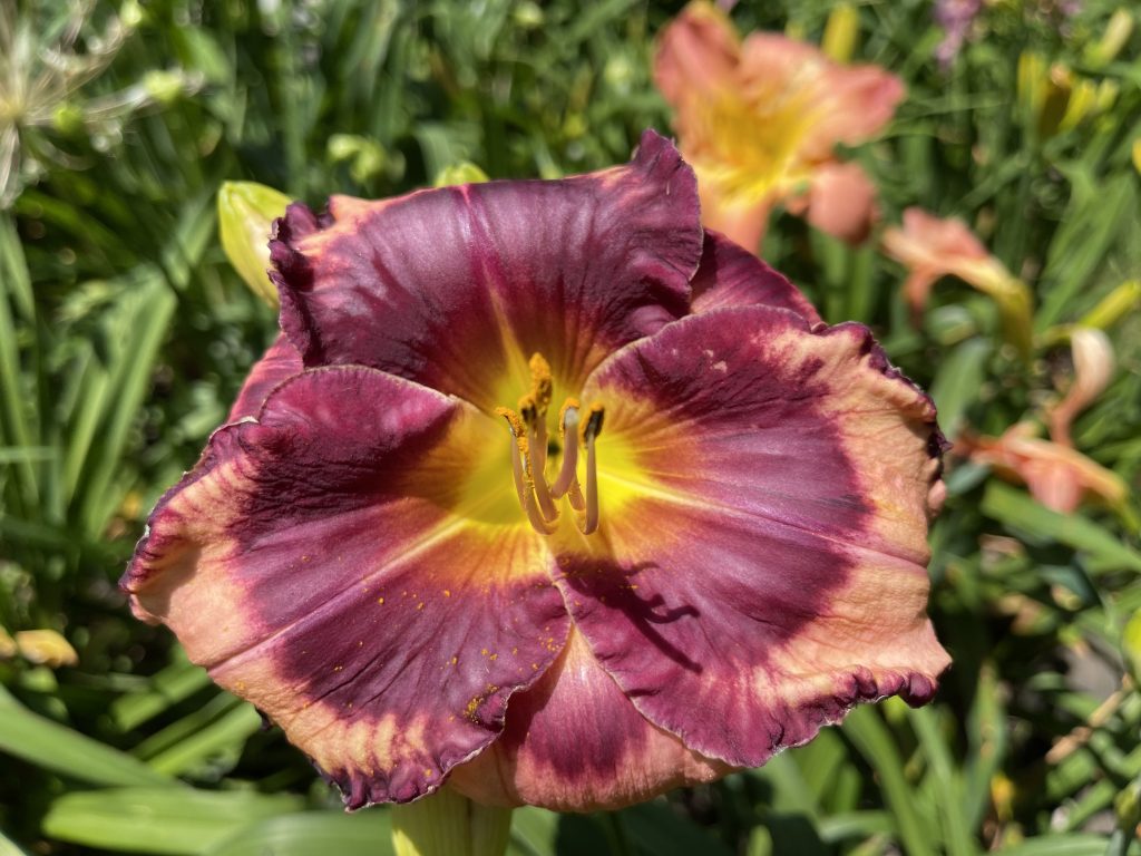 a photo of a daylily 'Ruby Storm' in bloom