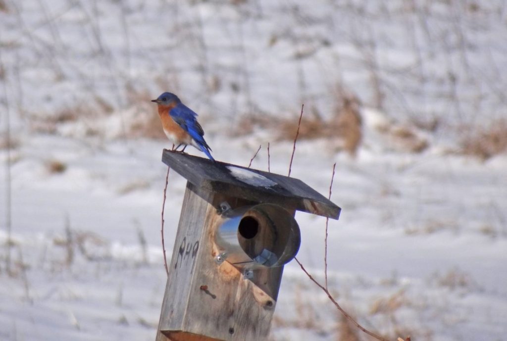 A photo of an Eastern Bluebird sitting on a nesting box