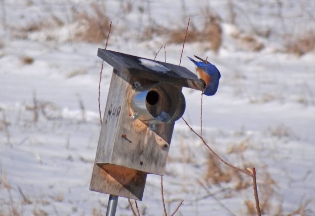 A photo of an Eastern Bluebird checking out a nesting box