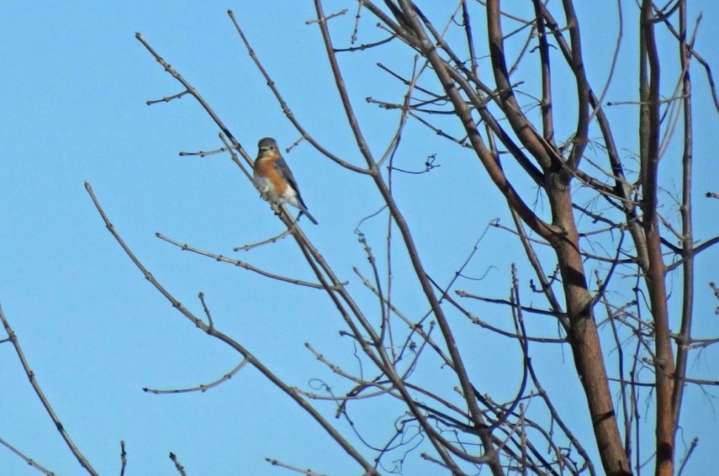A photo of an Eastern Bluebird sitting in a leafless tree