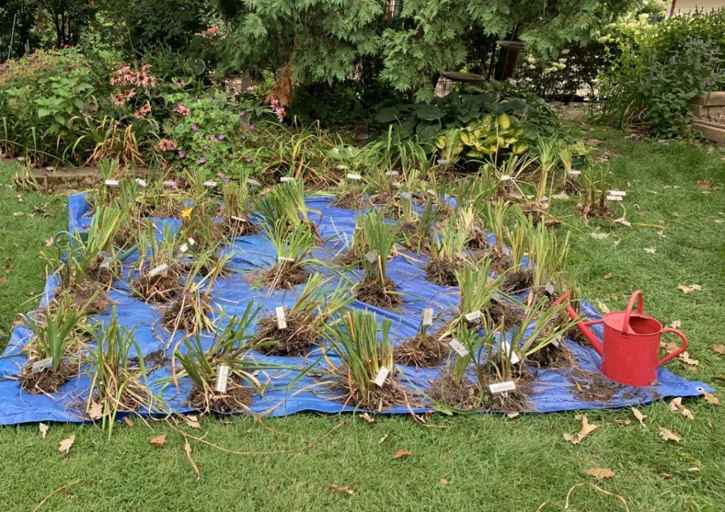 a photo of dug daylilies sitting on a tarp