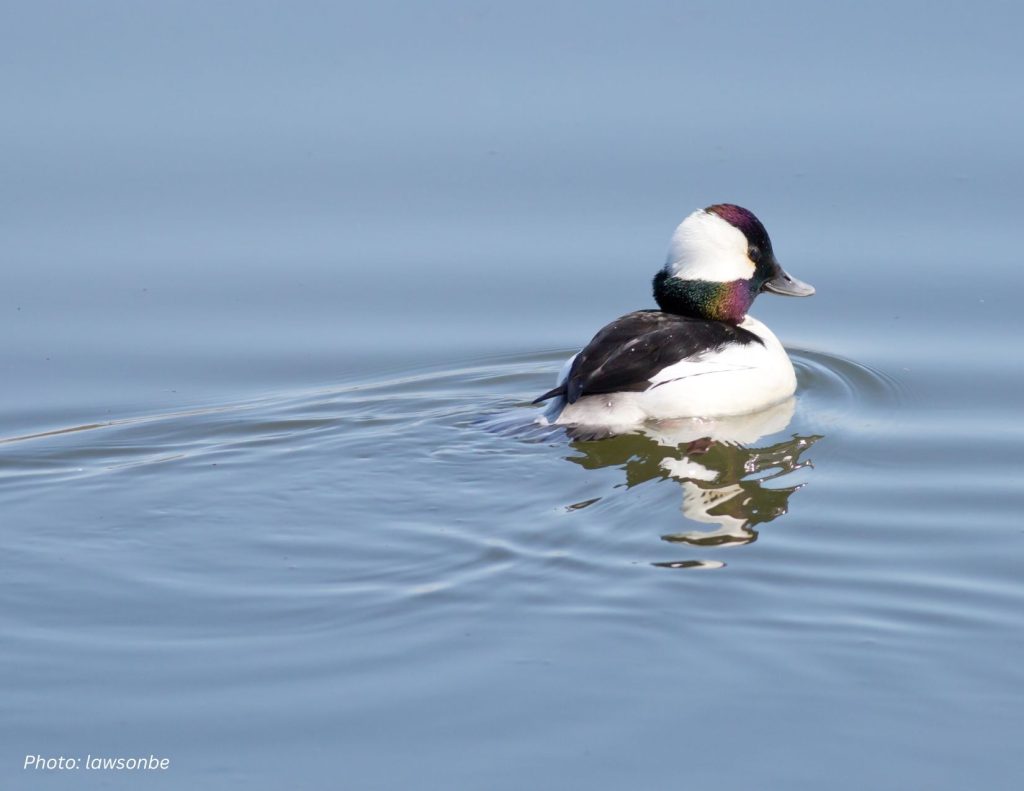 A photo of a male Bufflehead swimming in a pond