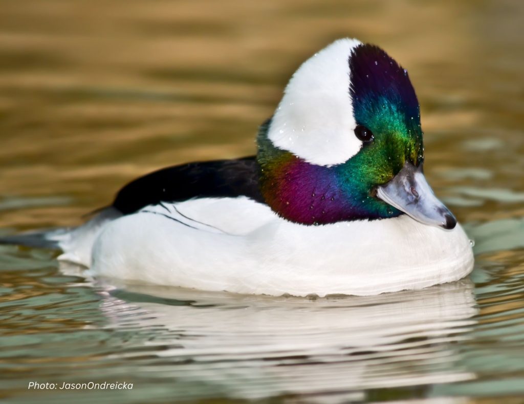 A photo of a male Bufflehead swimming in a pond