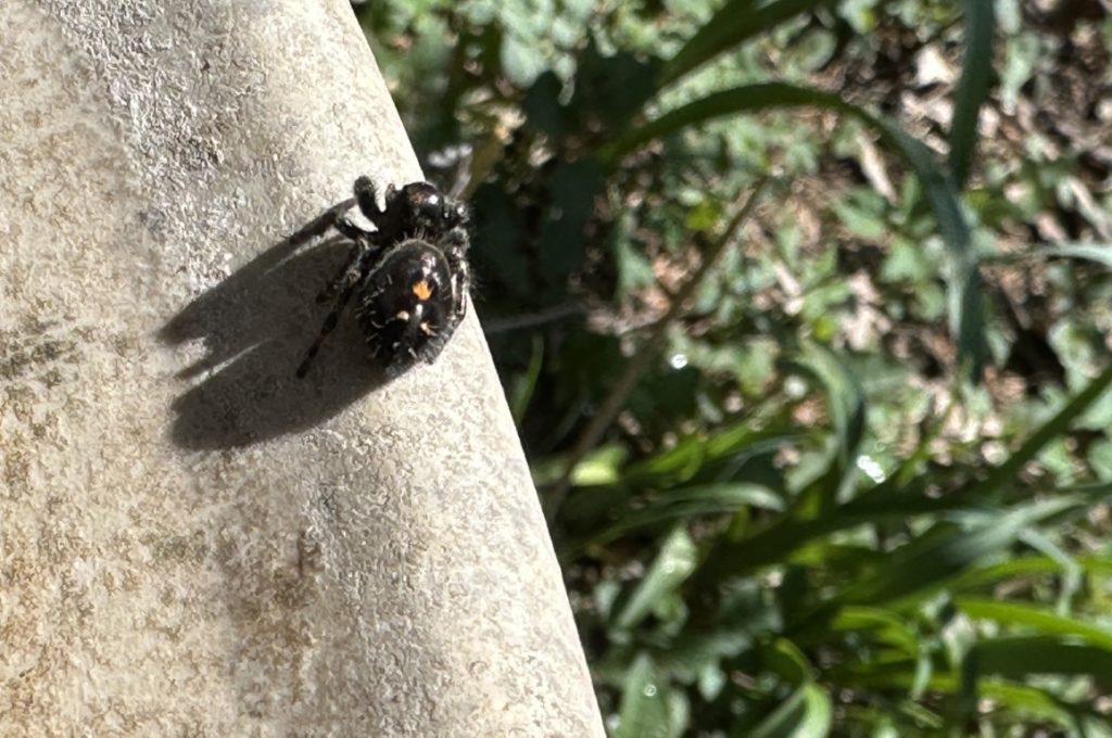 A photo of a Bold Jumping Spider