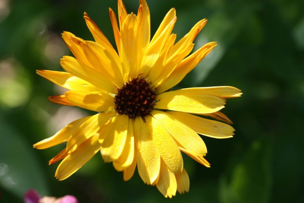 a photo of a calendula flower