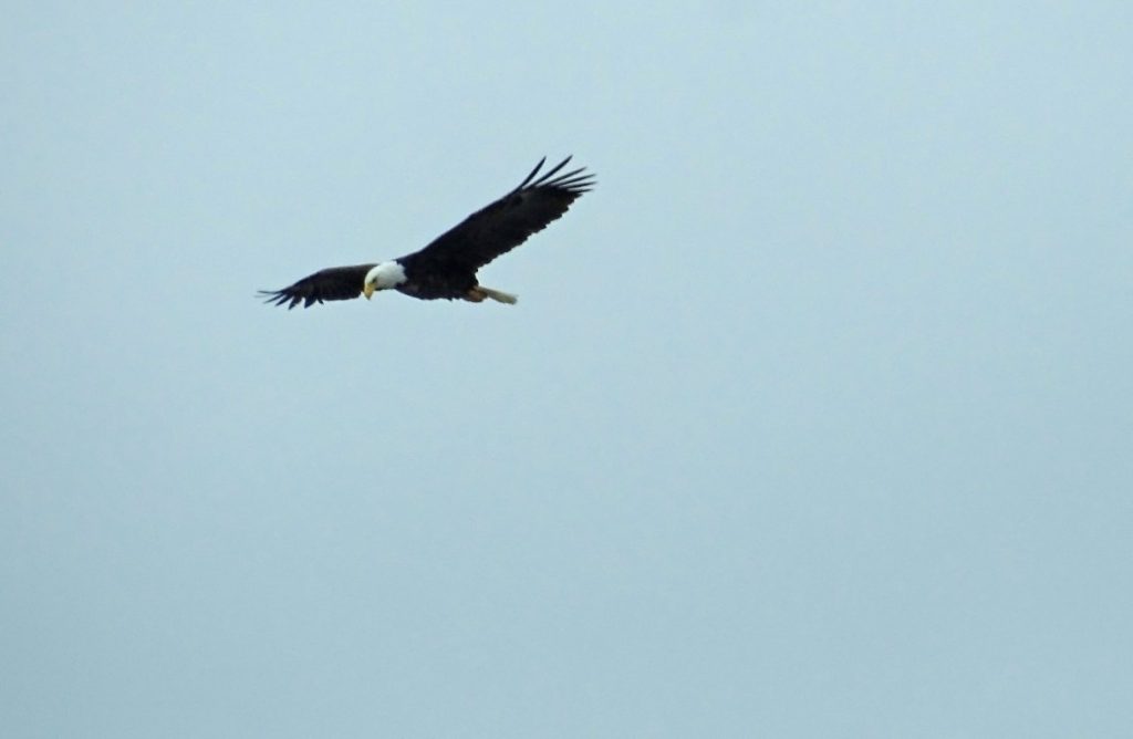 A photo of a Bald Eagle soaring in the sky