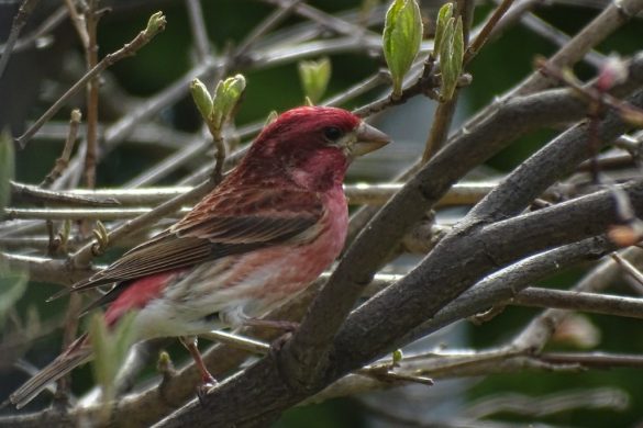 Up Close and Personal: American Goldfinch - Em's Garden