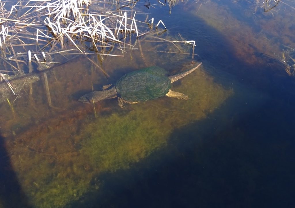 a photo of a snapping turtle swimming in a marsh
