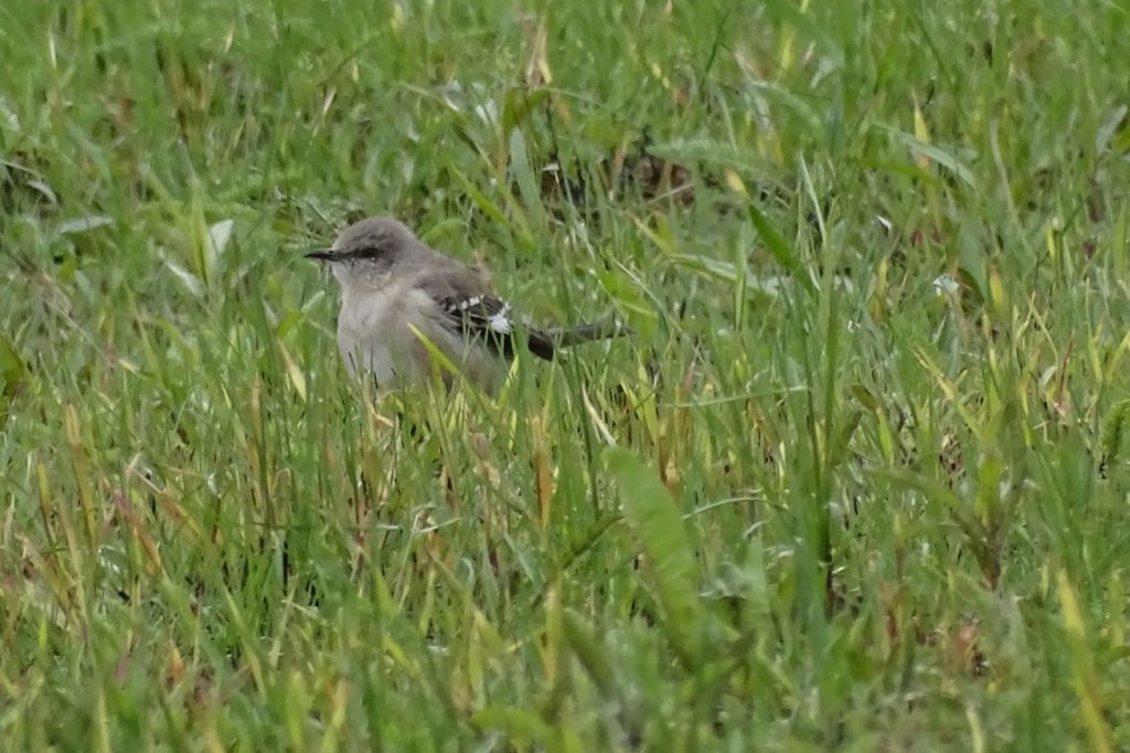 a photo of a Northern Mockingbird foraging in a prairie