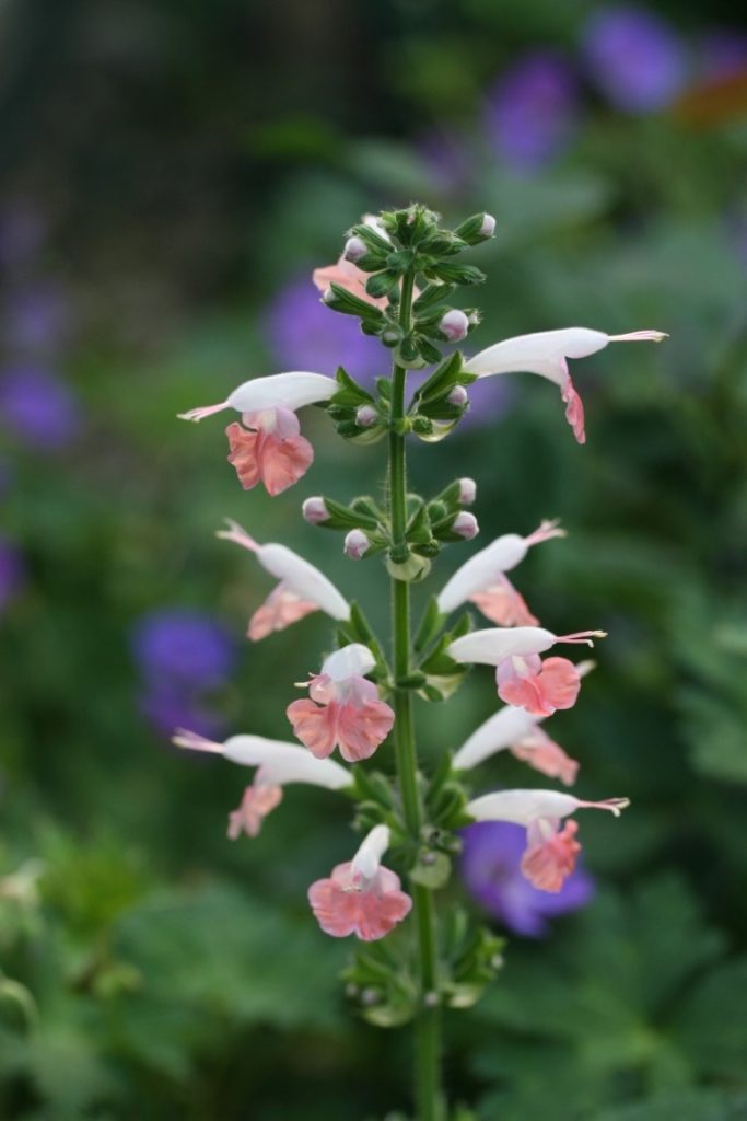 a photo of a salvia 'Coral Nymph' bloom