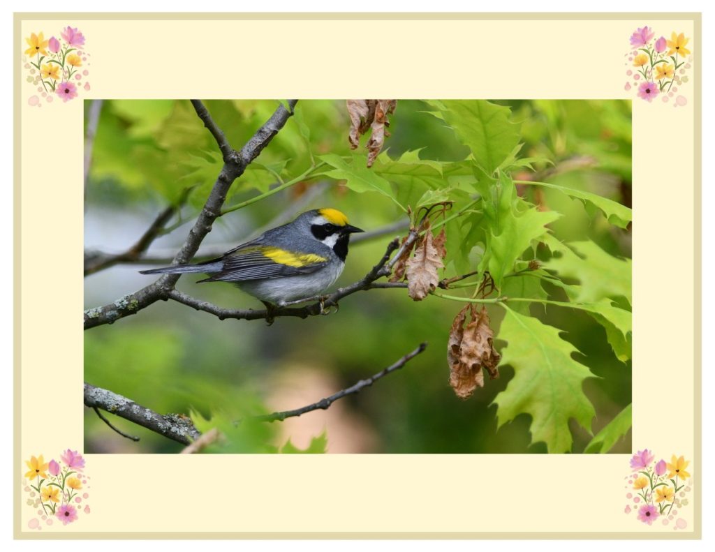 A graphic that includes a photo of a Golden-winged Warbler