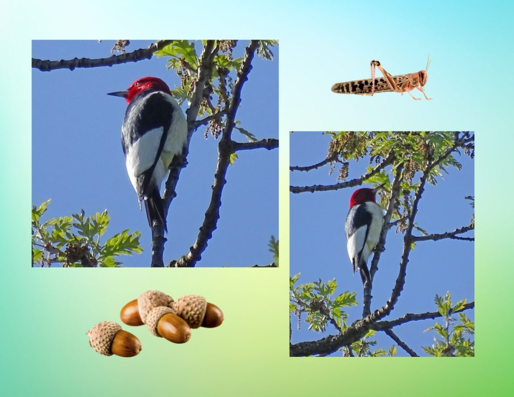 A graphic with a photo of two Red-headed Woodpeckers and some of the things they eat
