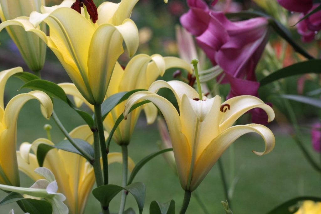 A photo of light yellow lilies in bloom.