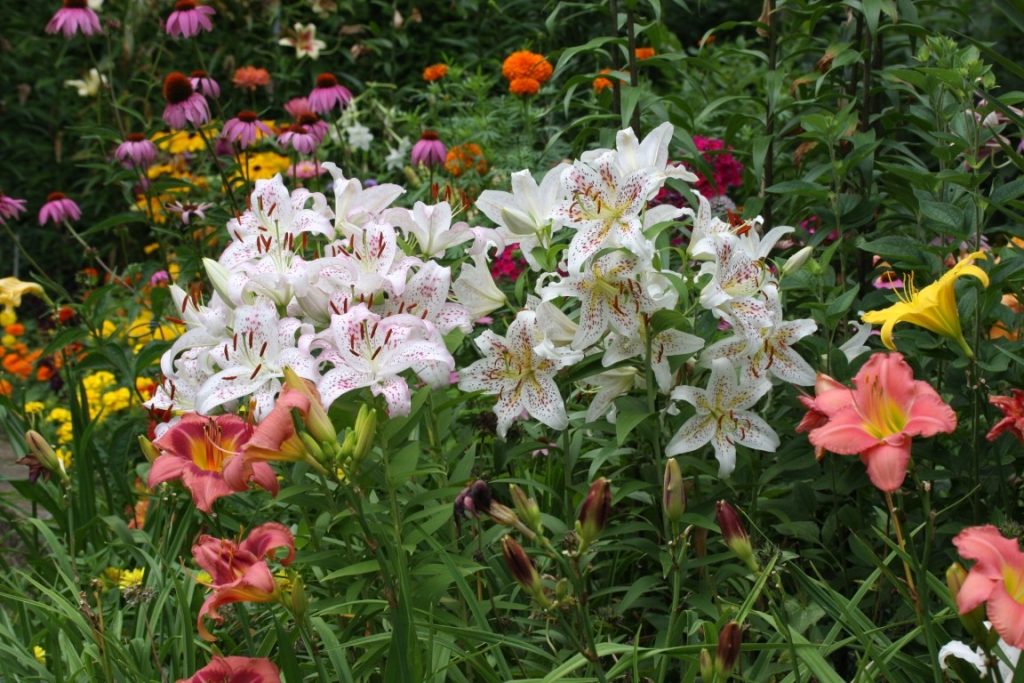 A photo of lilies blooming in a garden.