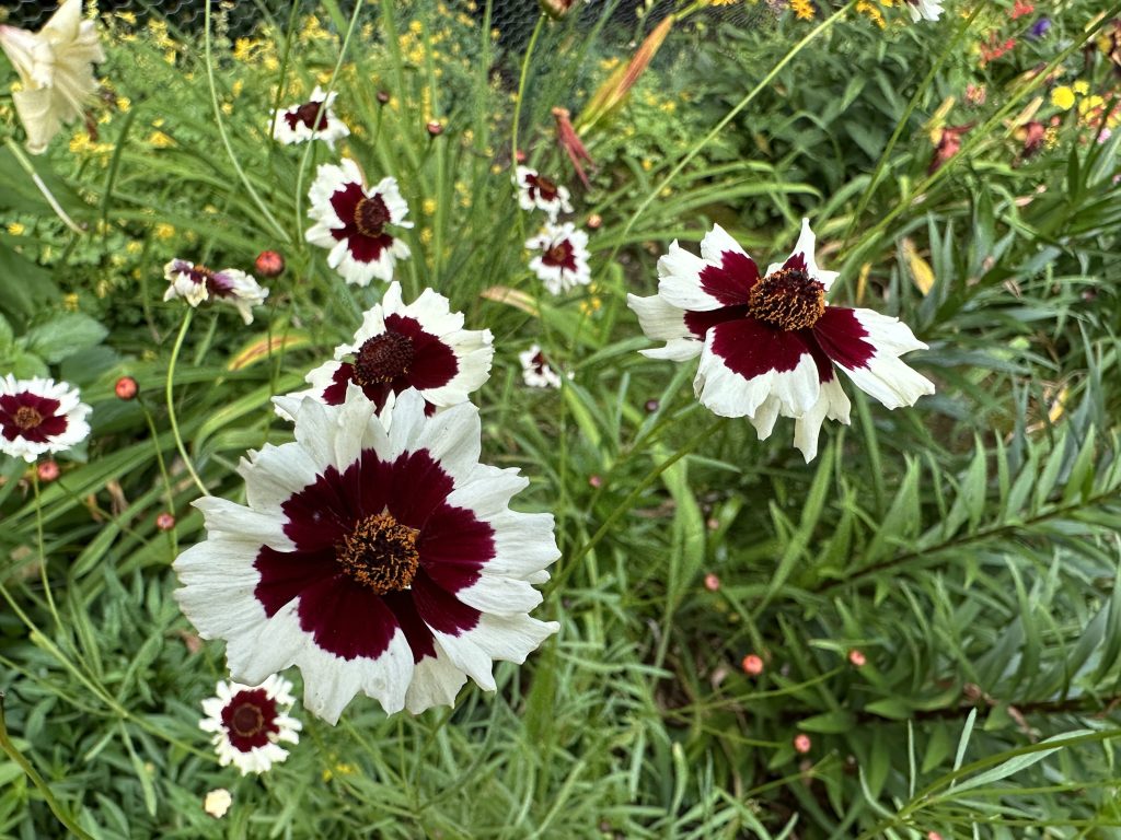 A photo of Coreopsis 'Ruby Kiss' flowers blooming