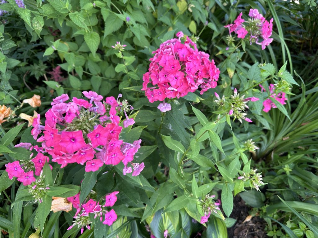 A photo of 'Ferris Wheel' phlox flowers blooming.