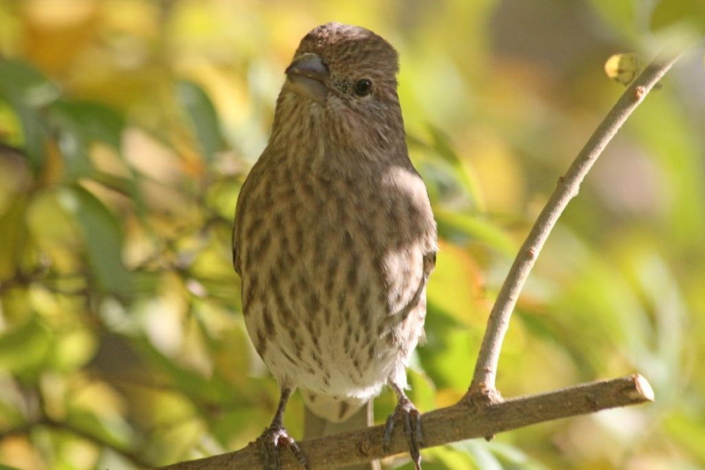 A photo of a House Finch on a shrub branch.