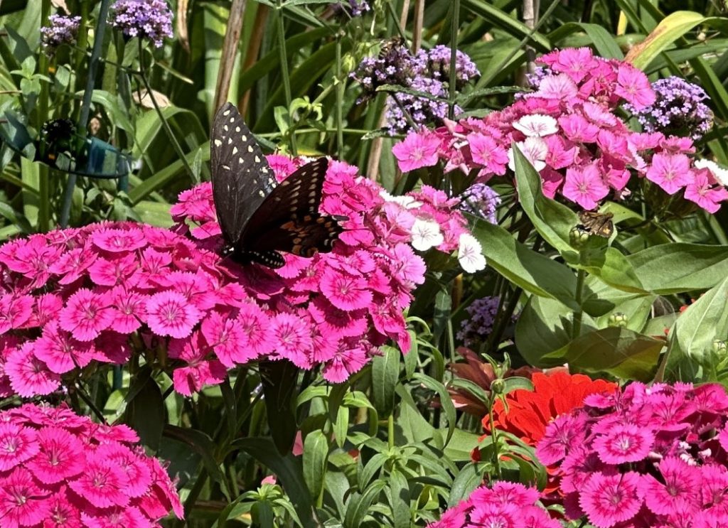 A photo of a black swallowtail butterfly sipping nectar from some dianthus flowers.