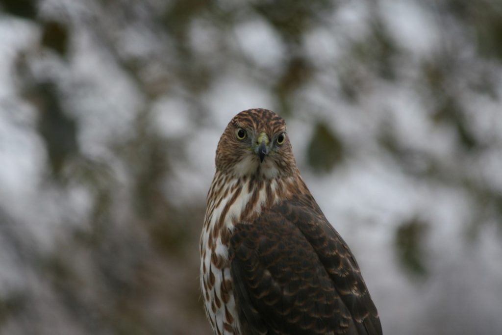 A photo of an adult Cooper's Hawk.