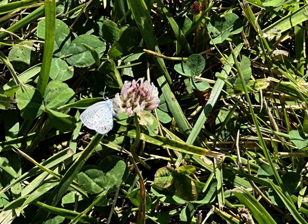 A photo of an Eastern-tailed Blue butterfly visiting a clover flower. 