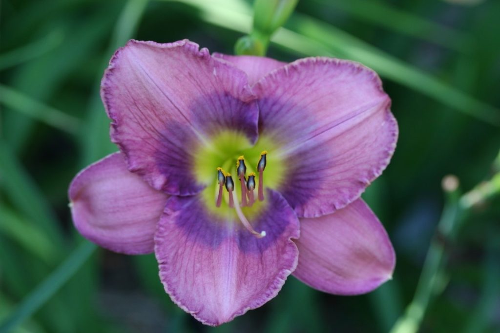 A close-up photo of a bloom from daylily 'Inquire Within'.